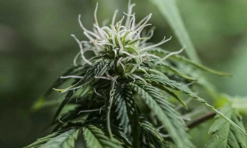 Νομιμοποιήθηκε στη Νέα Υόρκη η χρήση κάνναβης για ψυχαγωγικούς σκοπούς